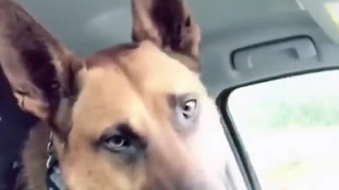 Funny dog moment #short #rumble #new video