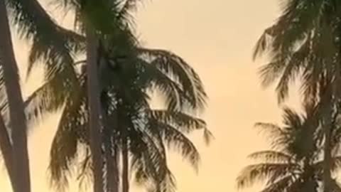walk in the morning
