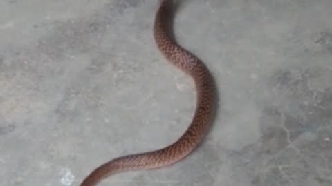 Baby cobra