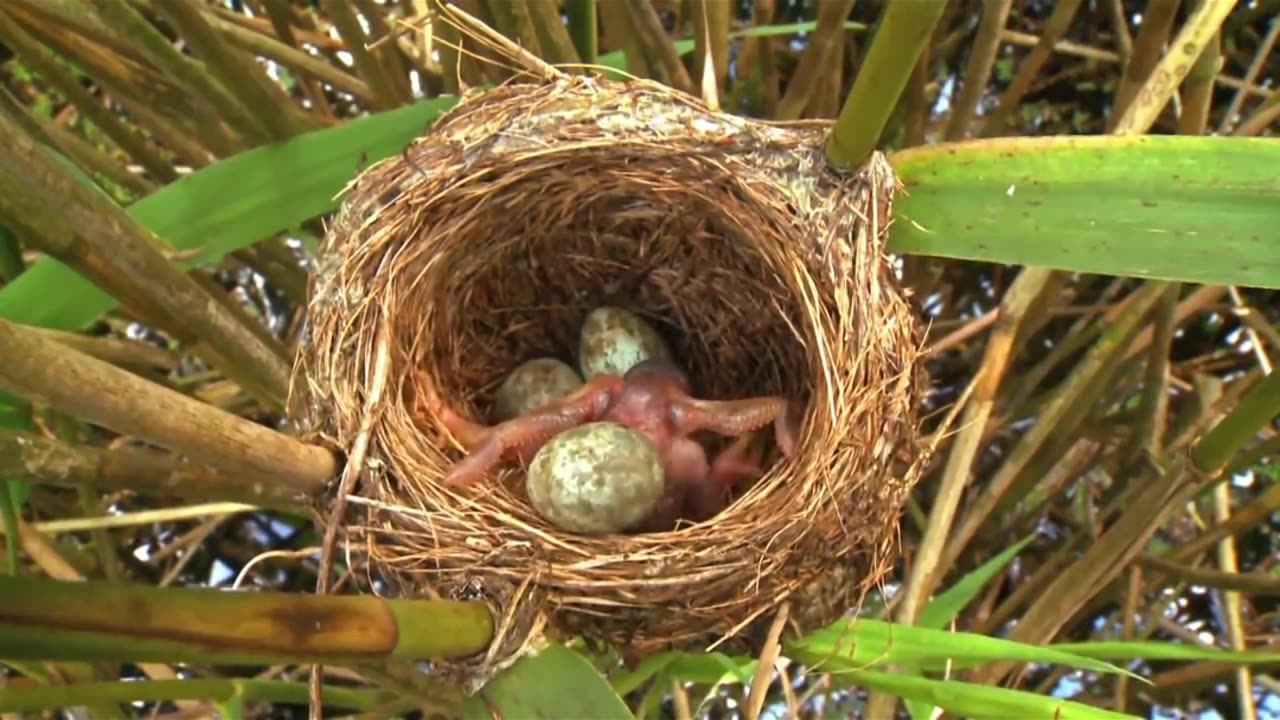 Die erstaunliche Geschichte des Kuckucks: Ein Meister der Täuschung und Anpassung