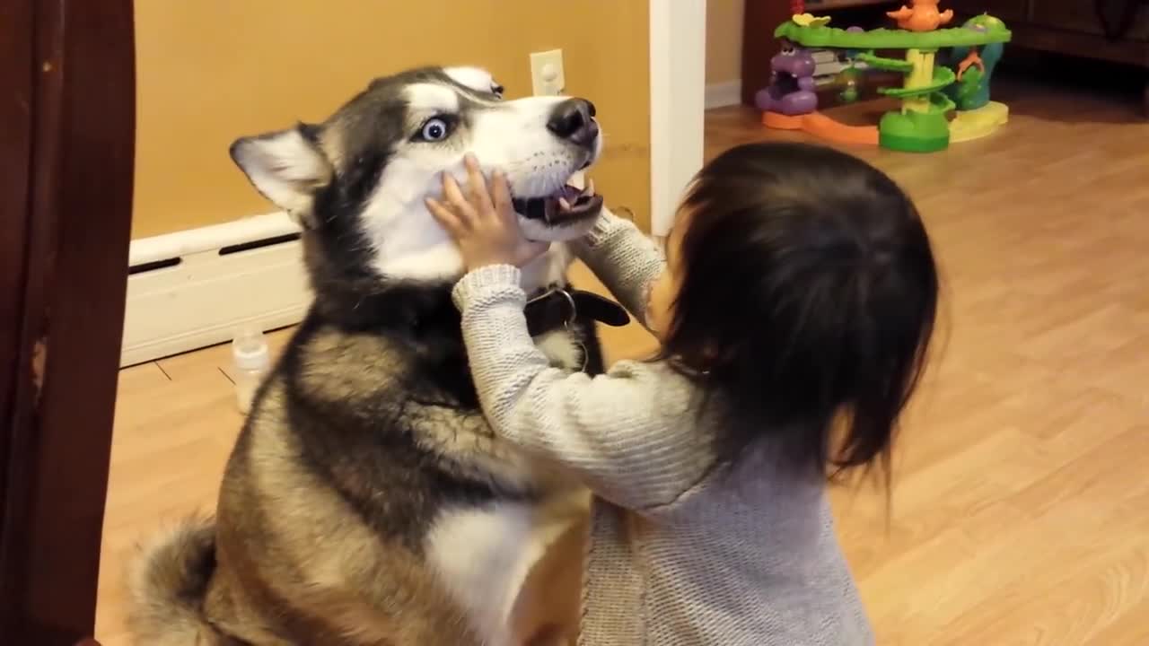 Baby Loves Siberian Husky Dog!