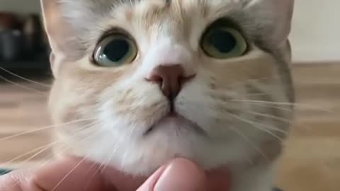 Cutest Cat ever 🐈