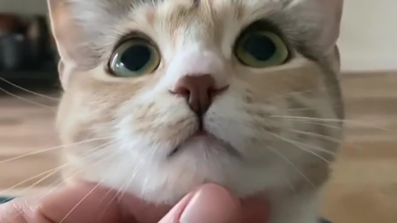 Cutest Cat ever 🐈