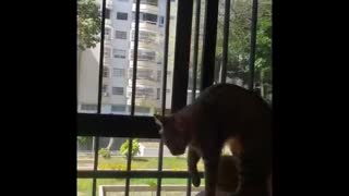 Funniest Cats 😹 - Don't try to hold back Laughter 😂 - Funny Cats Life