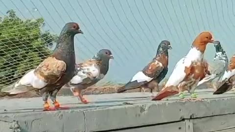 Fancy pigeons ♥️