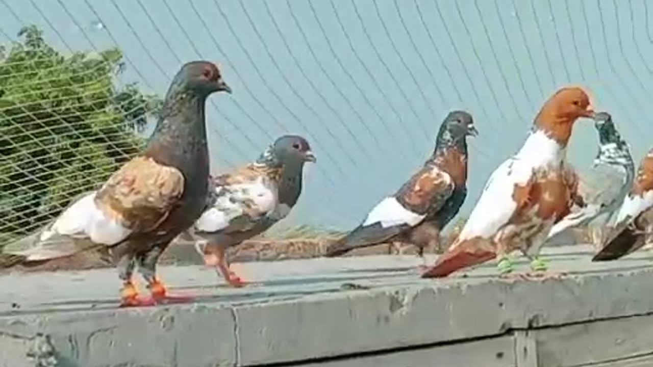 Fancy pigeons ♥️