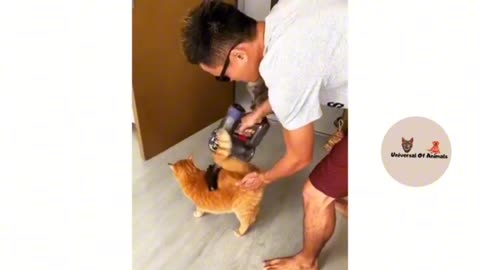 Funniest and crazy cats