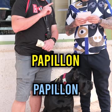 Win Cash by Nailing These Dog Breed Names!