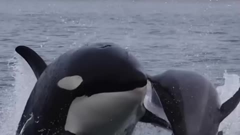 Nobody escapes an Orca