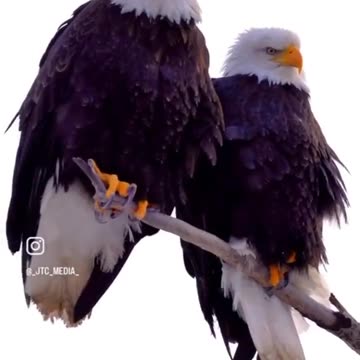 Eagles. Ever Ready #WWG1WGA