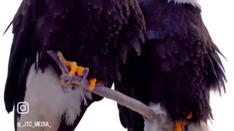 Eagles. Ever Ready #WWG1WGA