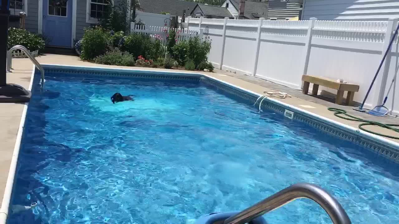 Lab pushes bodyboard into pool to fetch ball