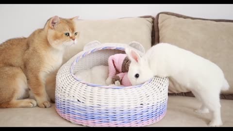 Kitten meets and walk with a cute white bunny