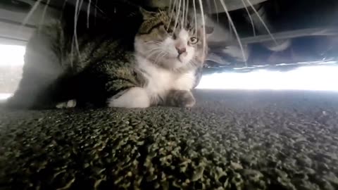 Cat with GoPro meme