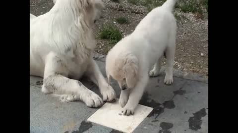 Golden Retrievers Outside