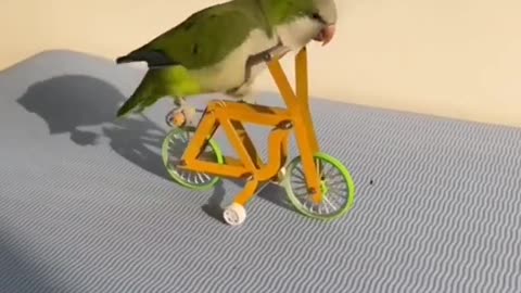 parrot cycling video