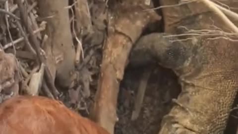 Fighting animals video - 2022 #shorts