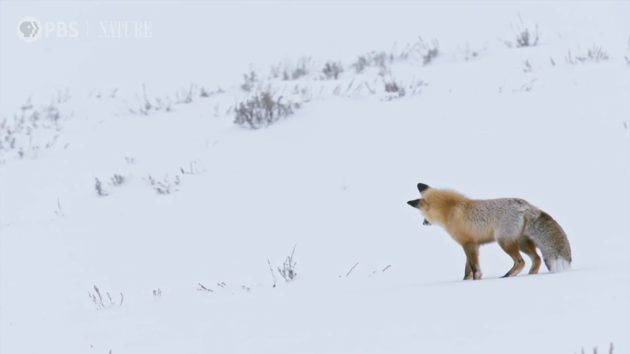 Fox Hunts Prey Deep Under Snow