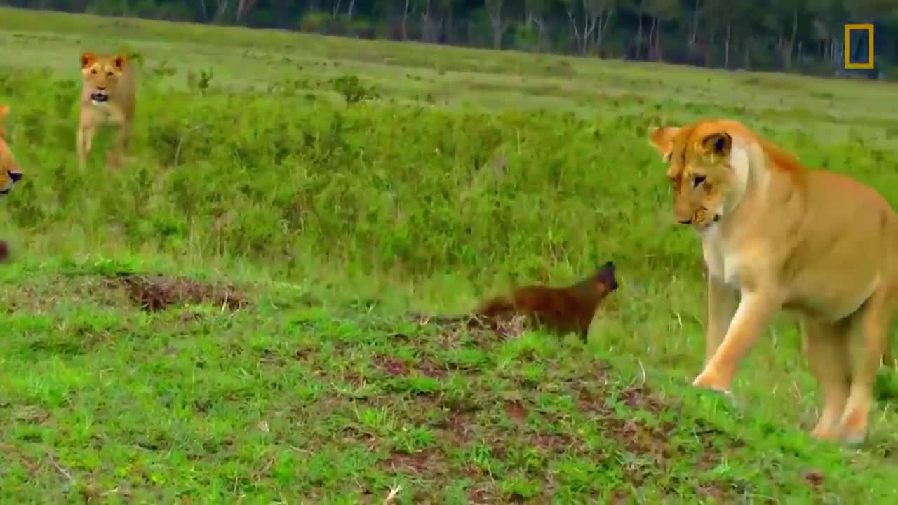 Animals that messed with wrong opponent