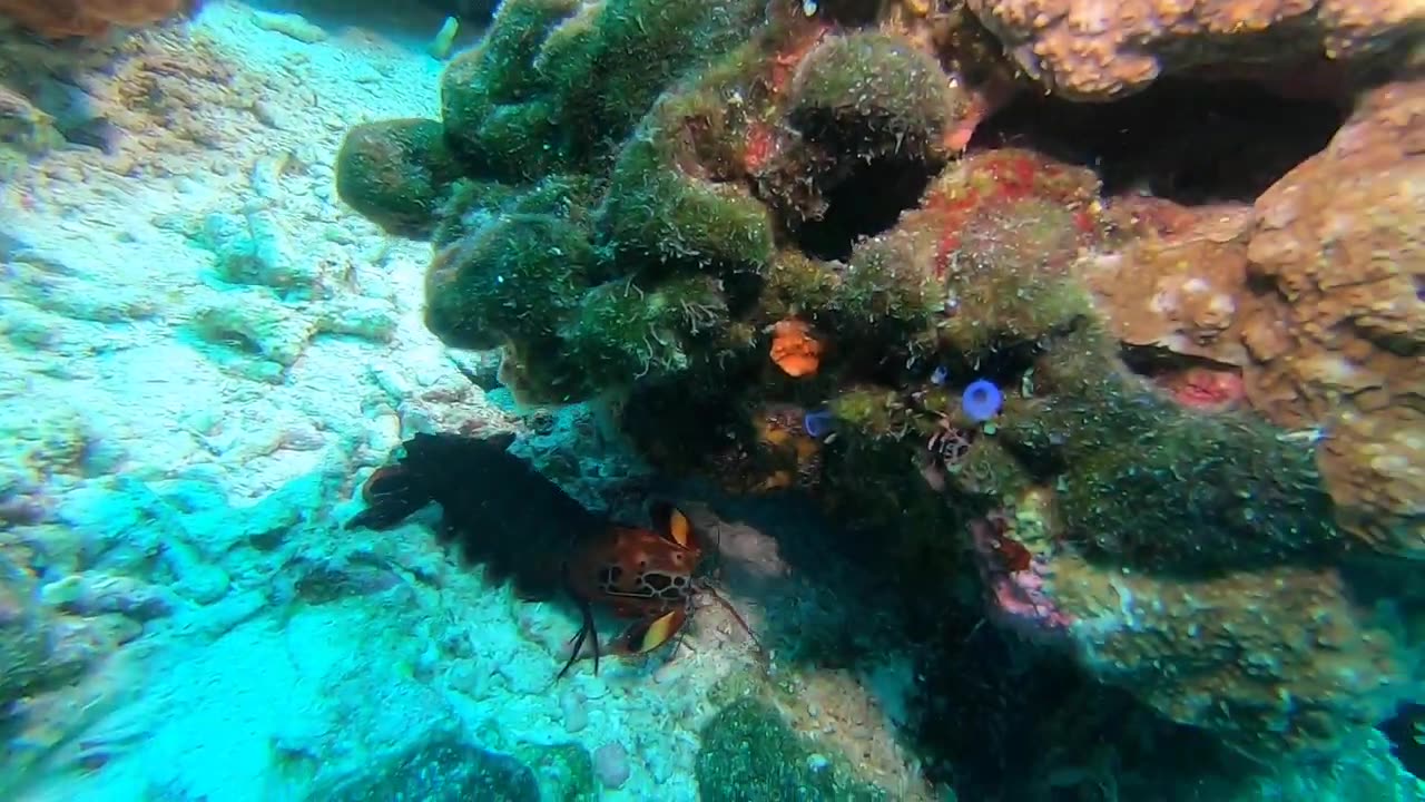 Peacock Mantis Shrimp