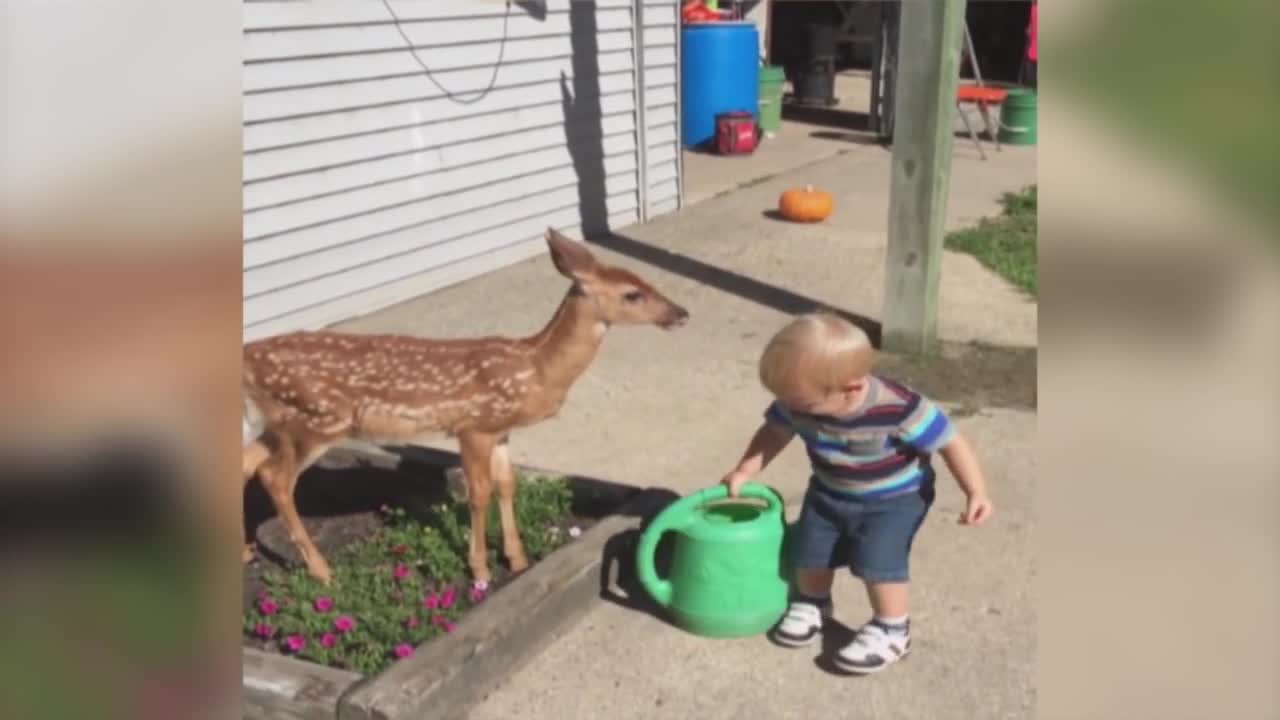 Little Boy Befriends a Baby Deer