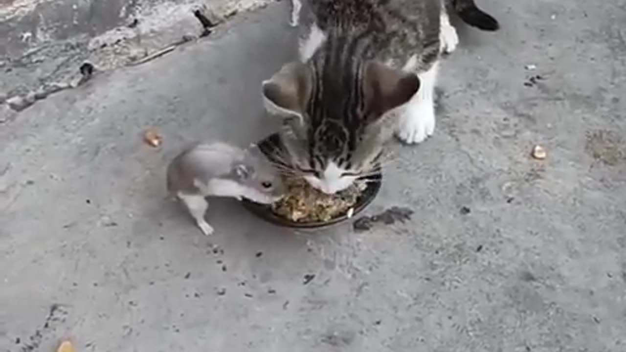 Cute Cats & Funny Cats 😍😍😅😅 #cats #shorts #viral #pets #mmvcats