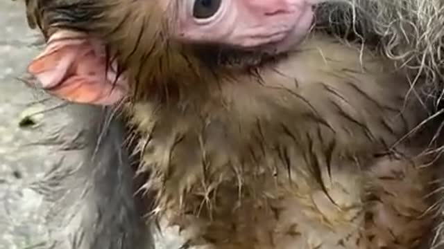 Cute Monkey China & Funny Love monkey| Animals Love