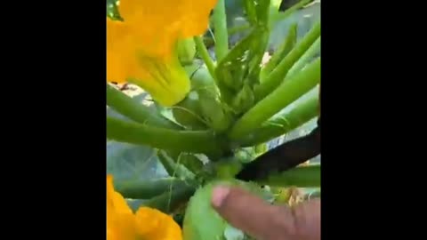 Harvest green Zucchini at field #harvesting