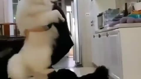 Funny video