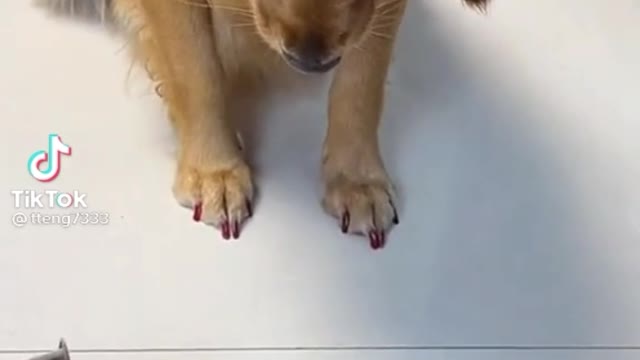 Dog playing the lottery to eat and an unexpected reaction