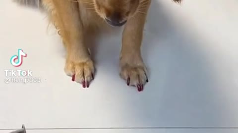 Dog playing the lottery to eat and an unexpected reaction