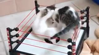 Rocky Balboa and Ivan Drago in cat's world 😂😂😂