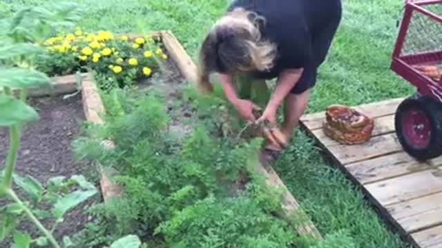 Hollis and Nancy Homesteading: How to Harvest Carrots (Part 1 of 2)