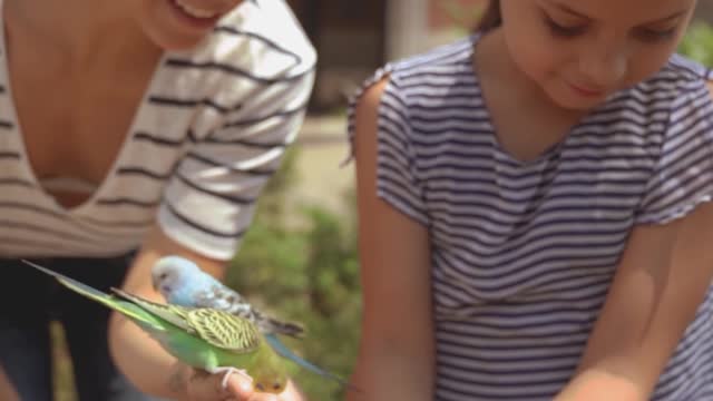 parrot feeding in my sister hand.