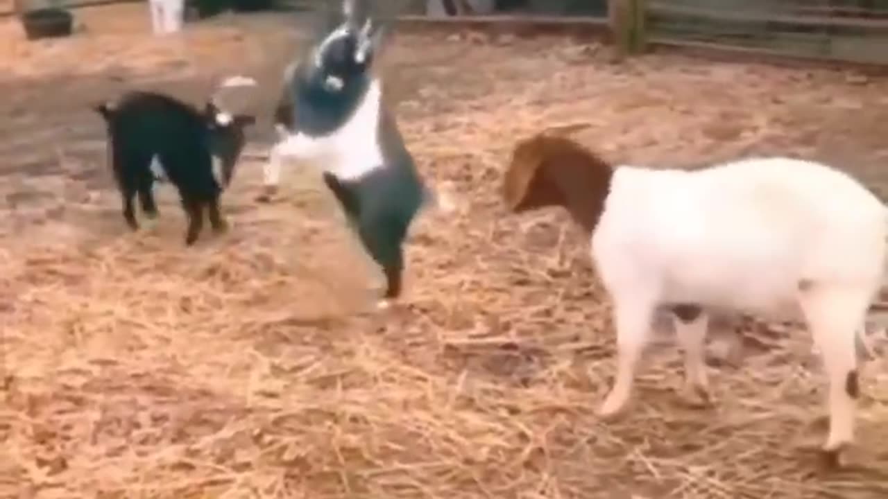 Funny animals 😄hub,funny animals club youtube, 🤣, funny animals dancing 💃😄, funny animals fighting 😄