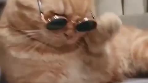 Cute Cat Video