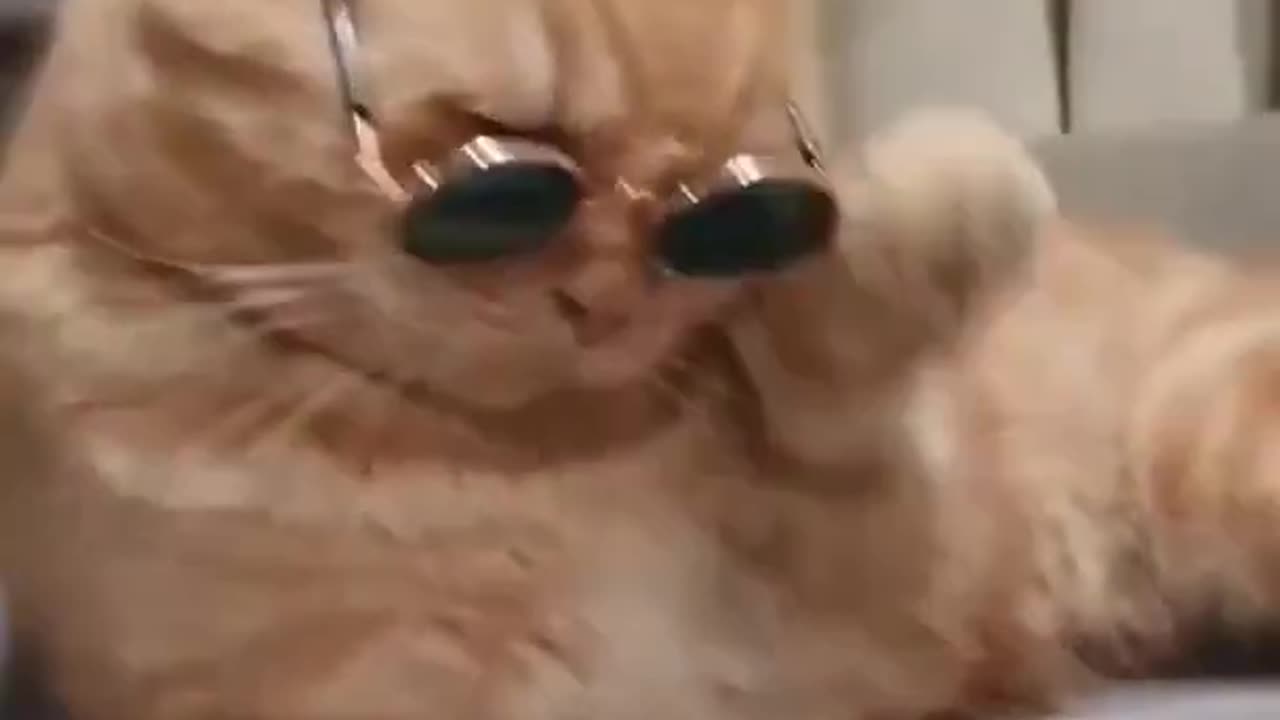 Cute Cat Video
