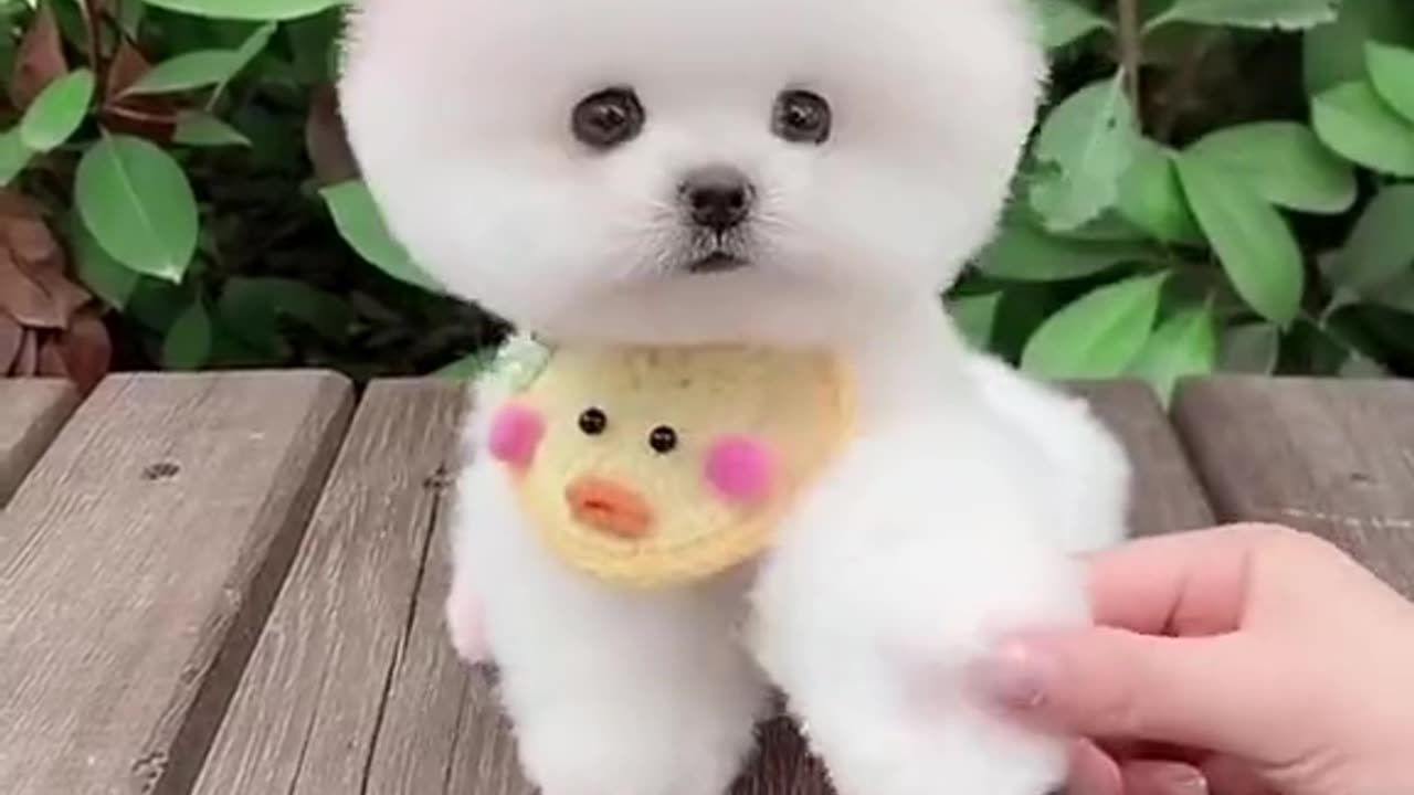 Lovely_cute_puppy😍