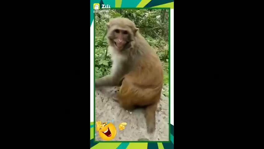 Comed monkey