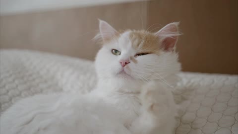 Baby cats - cute and funny baby cat complicated video