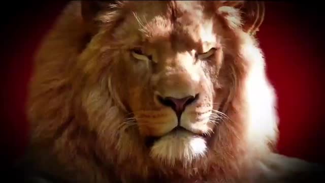 Animal Video