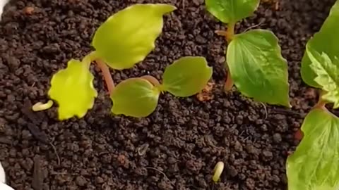 How to grow grapes tree from seeds at home #grapes_tree