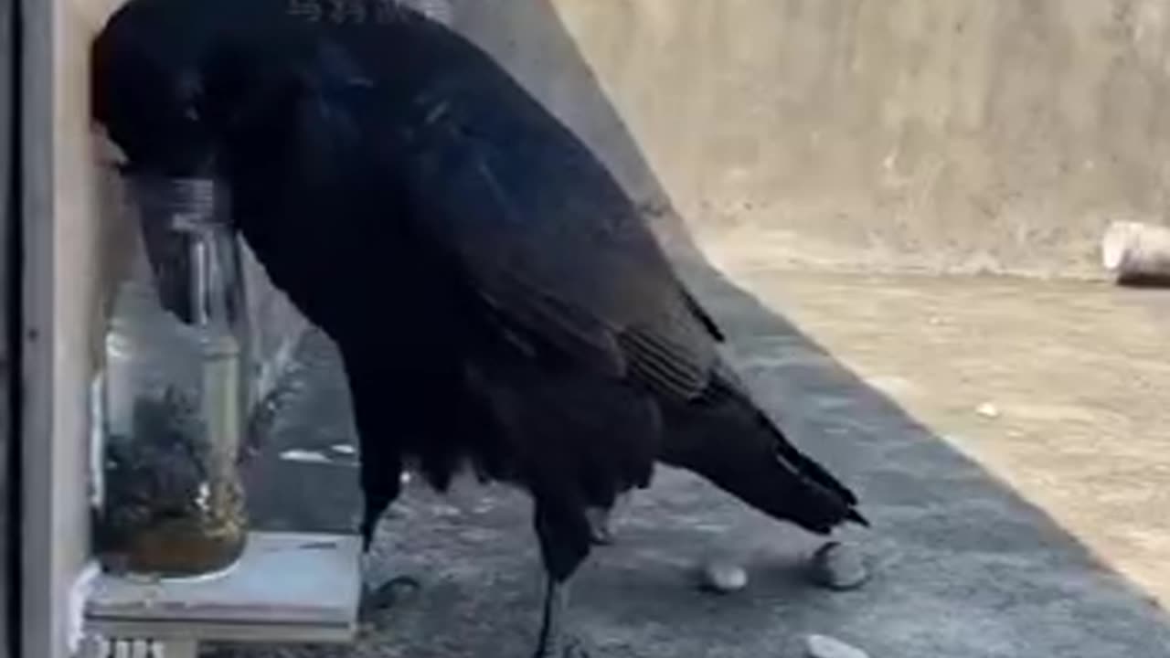 کلاغ
