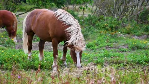 Horse Mane Mammal Grazing Horse Grass Pasture