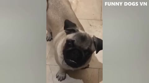 Funniest Animals Video; Funny Dogs and Cats