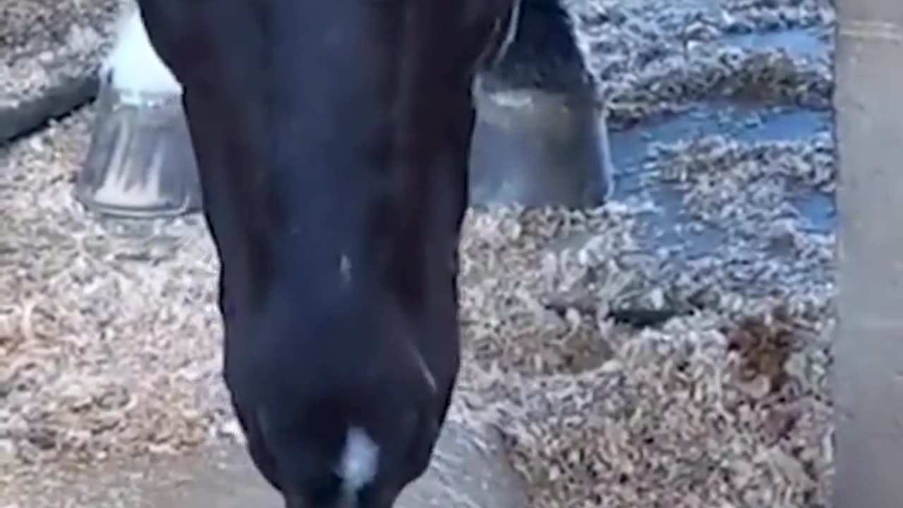 Funny_Animals__
