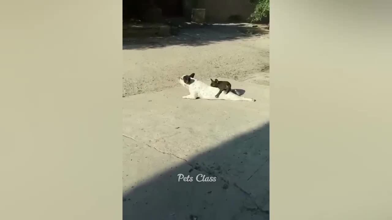 Funny animal video