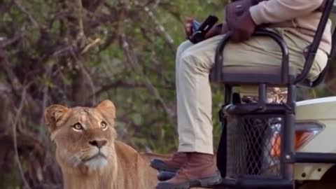 #Goosebumps #jungle #lion #photography