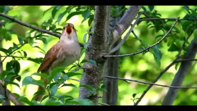 Single Song Nightingale | # funnypets Rumble