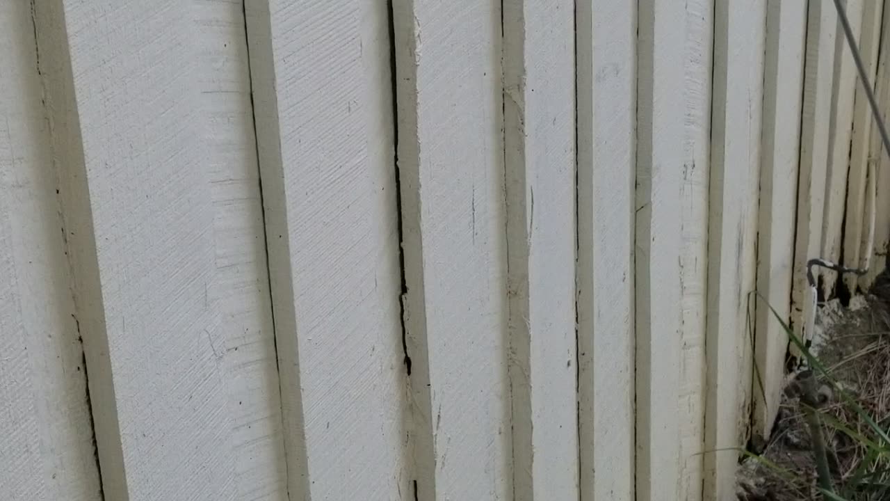 Buzz, Buzz